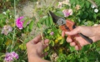 Visite du jardinier