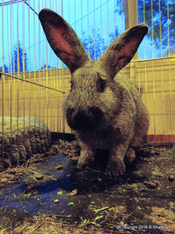 Foire paysanne de La Brillanne – 10 mai 2018 Foire paysanne de La Brillanne – 10 mai 2018