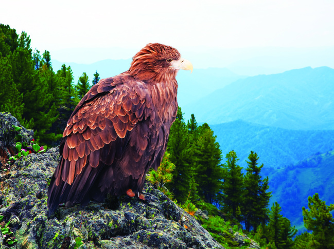 Foire paysanne de La Brillanne – 10 mai 2018 Foire paysanne de La Brillanne – 10 mai 2018