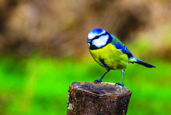 Le déclin vertigineux des populations d’oiseaux