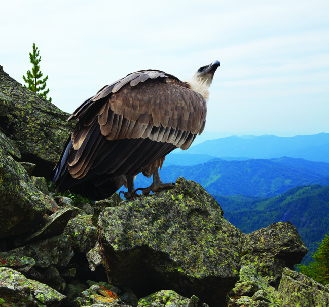 Le déclin vertigineux des populations d’oiseaux