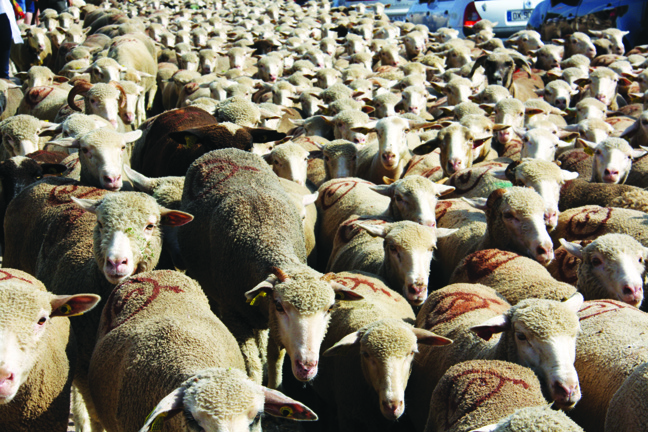 Fête de la Transhumance 2018
