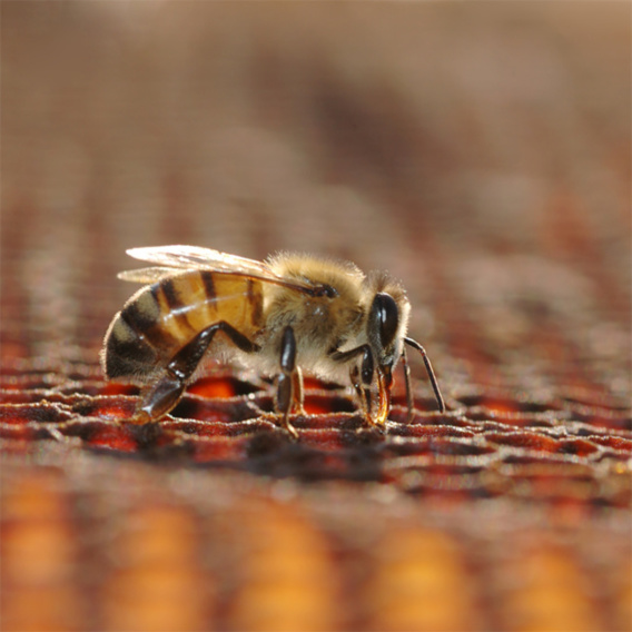 Comment protéger les abeilles ?