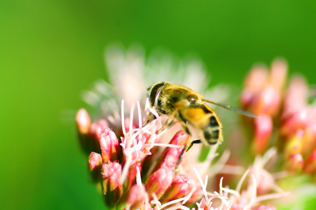 Comment protéger les abeilles ?