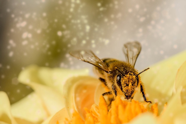 Comment protéger les abeilles ?