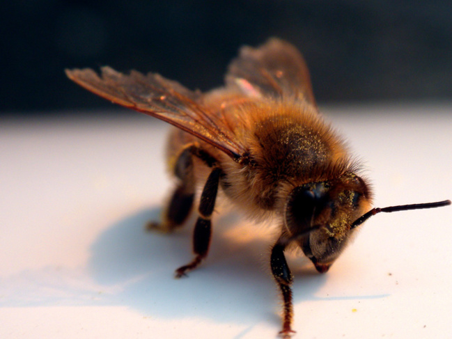 Comment protéger les abeilles ?
