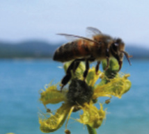 Les Marcheurs de la Terre© - Octopuce Production finalisent "Il était un Verdon" Les Marcheurs de la Terre© - Octopuce Production finalisent "Il était un Verdon"