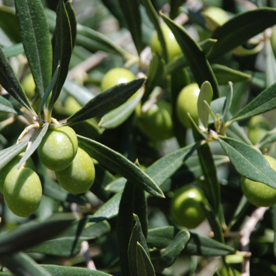 Alliance de la truffe et de l'olive