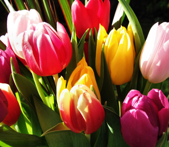 Fleurir son jardin Fleurir son jardin