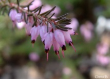 Fleurir son jardin Fleurir son jardin