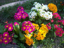 Fleurir son jardin Fleurir son jardin