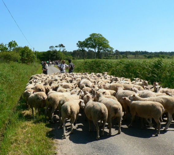 Fête de la transhumance Fête de la transhumance