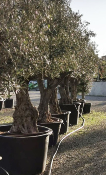 Les plantes méditerranéennes sont chez Nature & Paysage Les plantes méditerranéennes sont chez Nature & Paysage