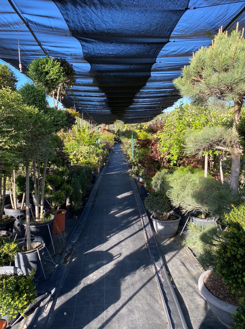 Les plantes méditerranéennes sont chez Nature & Paysage Les plantes méditerranéennes sont chez Nature & Paysage