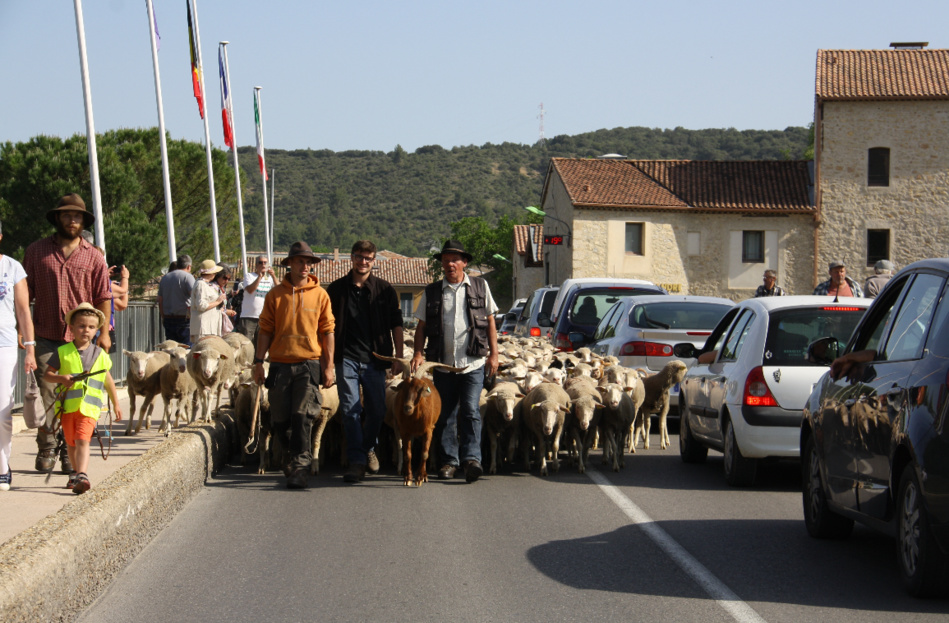 LA TRANSHUMANCE EN FÊTE À VINON SUR VERDON LE 21 MAI 2023