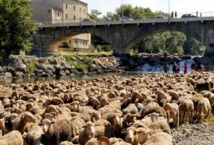 LA TRANSHUMANCE EN FÊTE À VINON SUR VERDON LE 21 MAI 2023 LA TRANSHUMANCE EN FÊTE À VINON SUR VERDON LE 21 MAI 2023