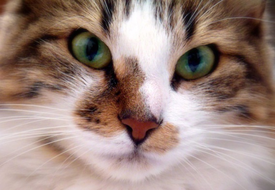 ASSOCIATION GERMAINE ASSOCIATION GERMAINE