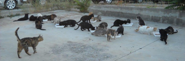 ASSOCIATION GERMAINE ASSOCIATION GERMAINE