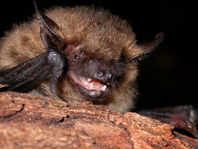 La chauve-souris à l’honneur à Mallefougasse