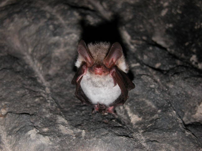 La chauve-souris à l’honneur à Mallefougasse La chauve-souris à l’honneur à Mallefougasse