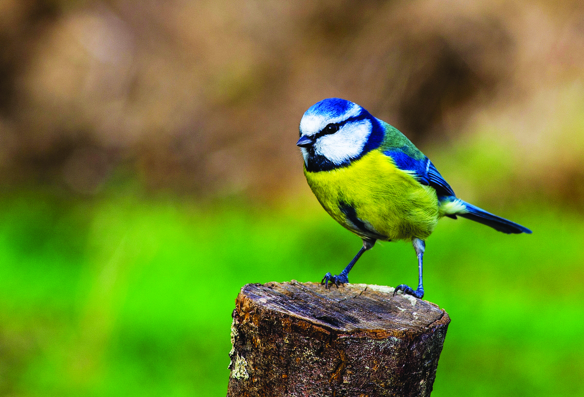 Le déclin vertigineux des populations d’oiseaux