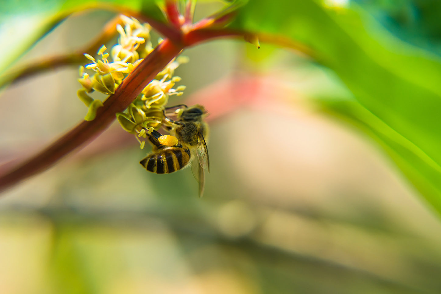 Comment protéger les abeilles ?