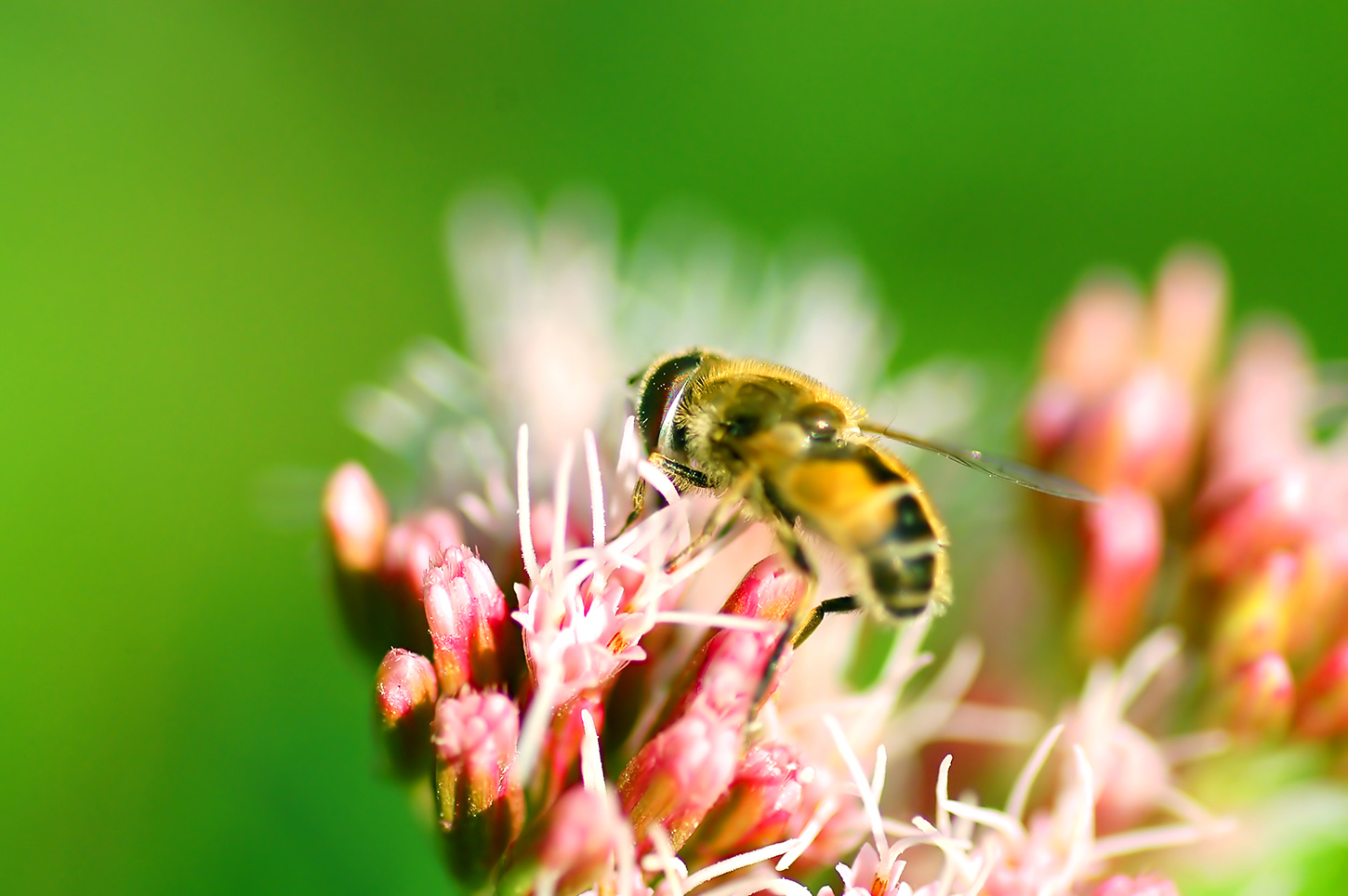 Comment protéger les abeilles ?