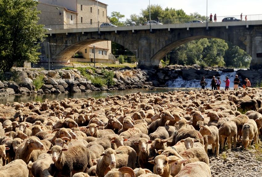 LA TRANSHUMANCE EN FÊTE À VINON SUR VERDON LE 21 MAI 2023