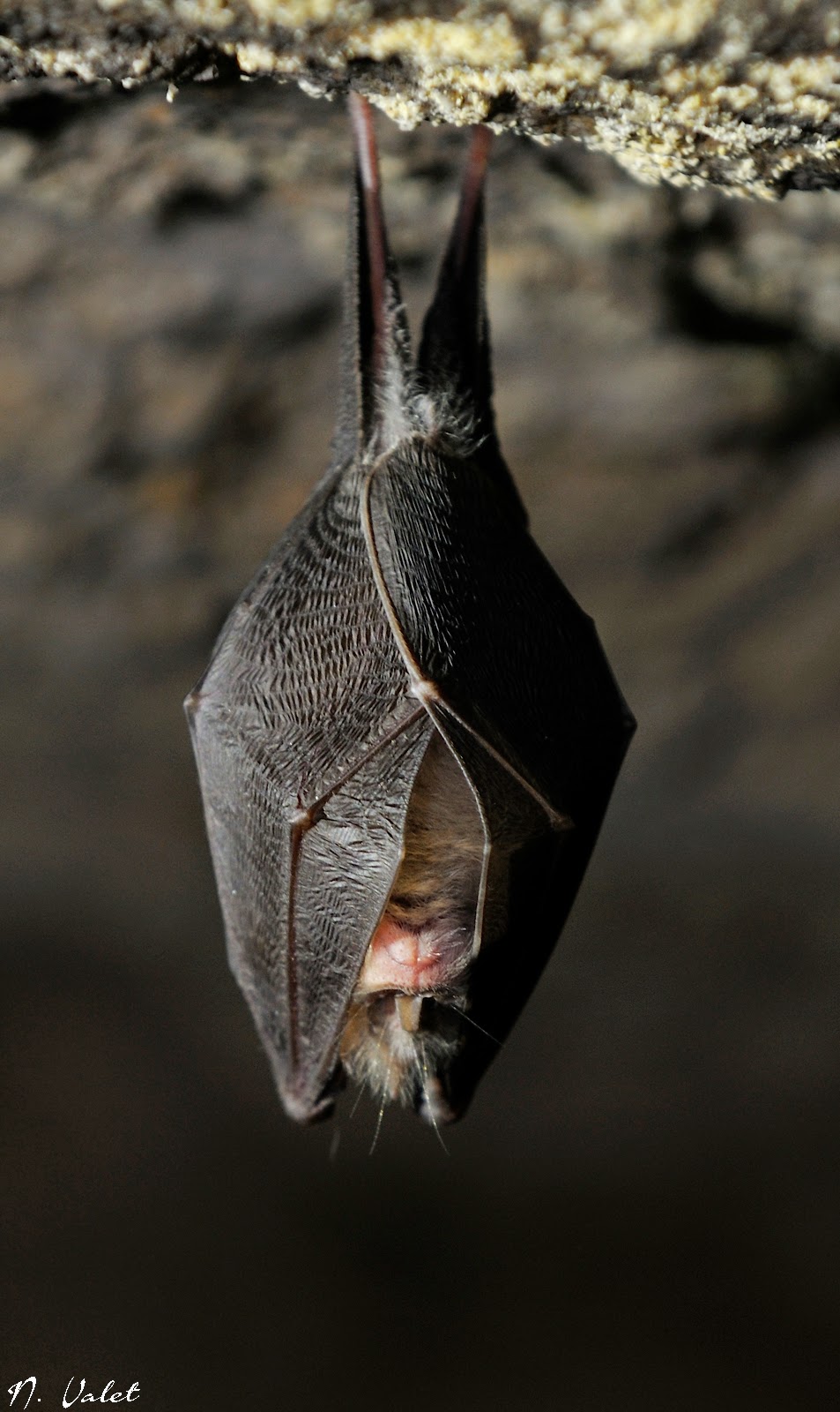 La chauve-souris à l’honneur à Mallefougasse