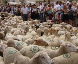 Transhumance à Riez :  une journée festive  au cœur des traditions