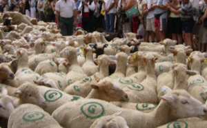 Transhumance à Riez :  une journée festive  au cœur des traditions