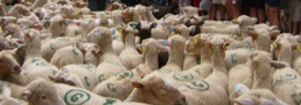 Transhumance à Riez :  une journée festive  au cœur des traditions