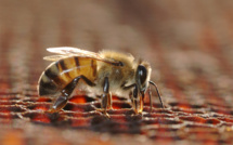 Comment protéger les abeilles ?