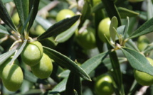 Alliance de la truffe et de l'olive