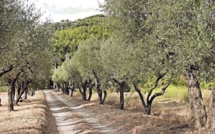 Le Ban des olivades