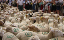 Transhumance à Riez :  une journée festive  au cœur des traditions